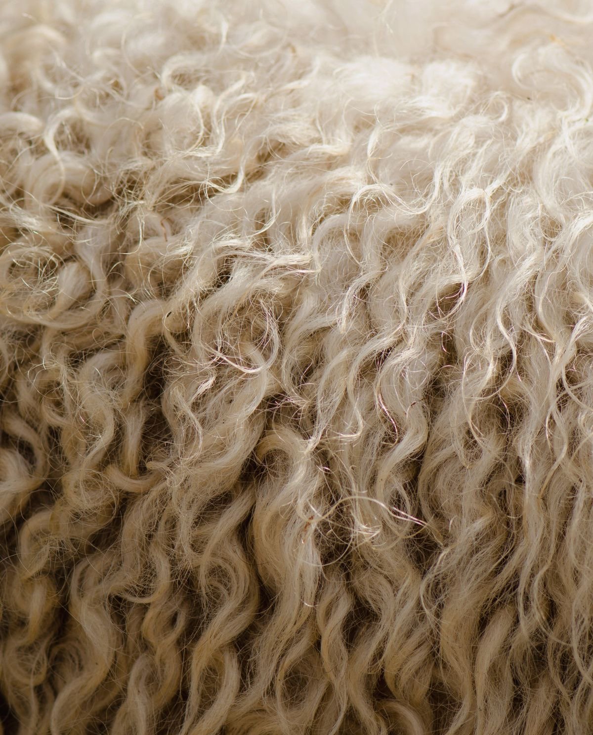 British wool fleece close up showing natural crimp and texture